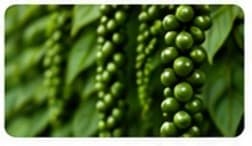 Indian Black Pepper