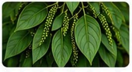 Indian Black Pepper